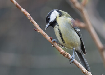 Garden Bird - Great Tit