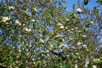 Fototapeta na wymiar Apple blossoms against a blue sky