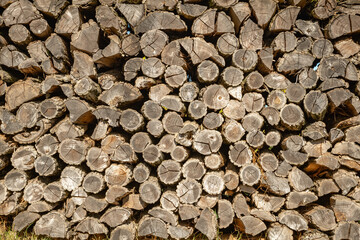 Pile of dry logs in the countryside.