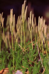 Lycopodium clavatum, Common Club-Moss, Running Clubmoss, Stag's Horn, running pine, stag's-horn clubmoss. Vertical shoots with sporophylls of Running Club-Moss. Autumn green and yellow background. 