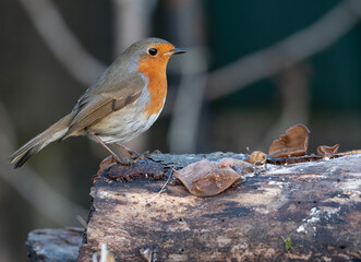 Garden Bird - Robin