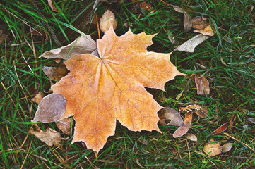 orange dry autumn leaf in hoarfrost on the grass top view