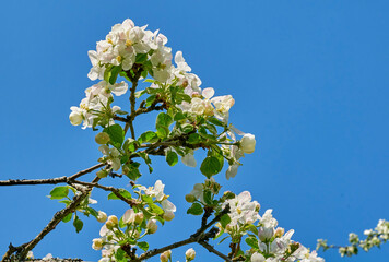 Apple blossoms against a blue sky