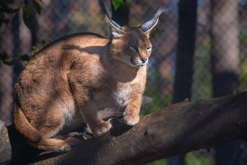 a caracal on a log