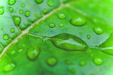 Closeup of early morning dew drops on a green leaf 