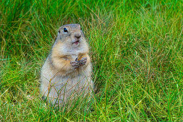 a gopher in the park