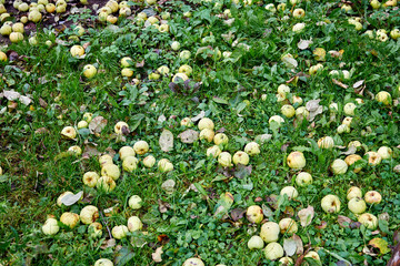 Yellow apples on green grass