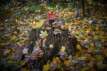 Stump overgrown with mushrooms in autumn