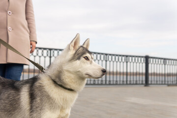 portrait of husky dog next to its owner