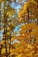 Yellow leaves against blue sky