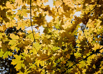 Yellow leaves against blue sky