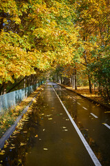 The road among the autumn trees