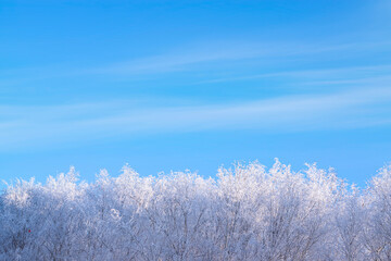 Treetops, branches in frost, snow against a blue sky with clouds on a sunny frosty day. Beautiful winter background with a copy of the space.