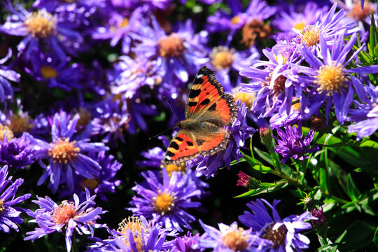 Small tortoiseshell (Aglais urticae) perching on purple blooming wildflowers