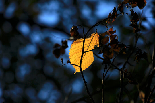 Yellow autumn leaf lying on branches at night - Powered by Adobe
