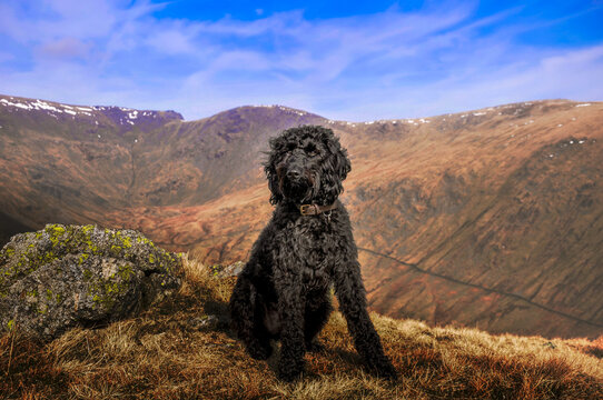 Black Labradoodle In The Lake District, Uk