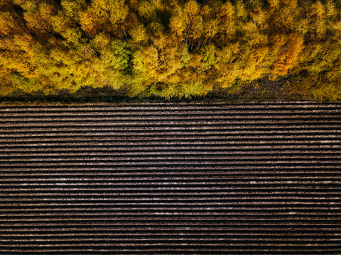 Aerial view of field windbreak in autumn