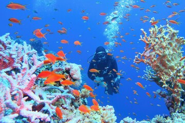 Man scuba diver near beautiful coral reef surrounded with shoal of coral fish