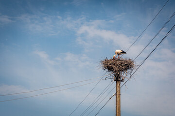 Stork nesting on an electrical post under a wispy sly