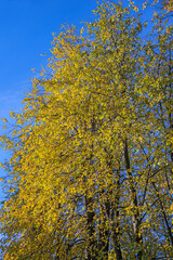Lime trees with yellowed leaves in the morning sun