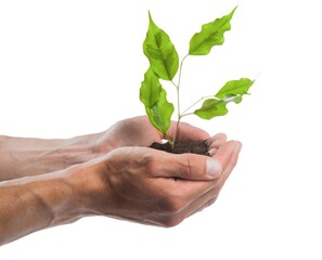 Person holding a seedling in soil