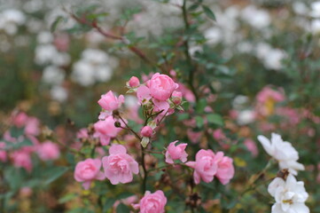 Fototapeta na wymiar Roses in bloom and blossom in a garden