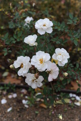 Roses in bloom and blossom in a garden
