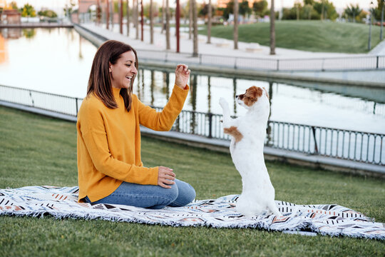 woman having fun with jack russell dog in park, sitting on blanket during autumn season. Woman giving treats to dog. Pets and love concept