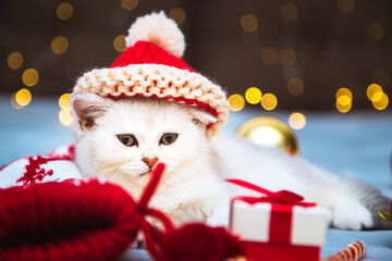 White British kitten in a santa hat lying on a blanket.