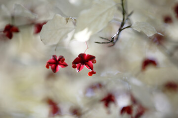 Euonymus europaeus. deciduous shrub. Red fruits and orange seeds of the spindle tree. White leaf...