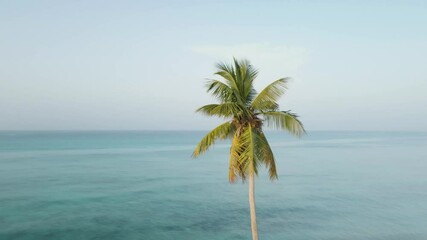 Palm tree and blue sea panorama