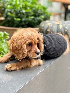Adorable yellowish cavoodle puppy dog wearing a black vest sitting next to a big pumpkin 