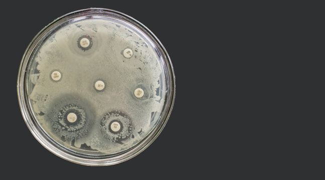 Antibiogram Multiple Drug Resistance Bacteria Antimicrobial Susceptibility Test