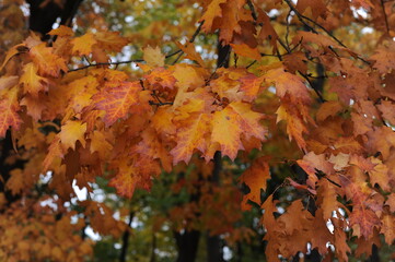 Autumn colors of foliage of leaves on trees in a park in fall 