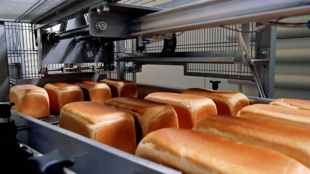 Loafs of bread in a bakery on an automated conveyor belt