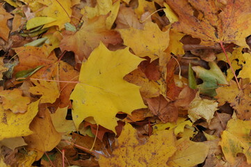 Autumn colors of foliage of leaves on trees in a park in fall 