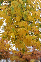 Autumn colors of foliage of leaves on trees in a park in fall 