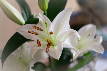 Beautiful flower white lily close up. A kind of white lily. Background, blank, texture. Beautiful flowers.