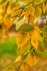 Bright yellow birch leaves on the tree in the autumn season.