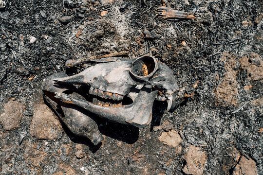 Skull of animal killed in wildfire