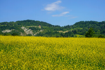 Rural landscape on the hills near Bologna, Emilia-Romagna.