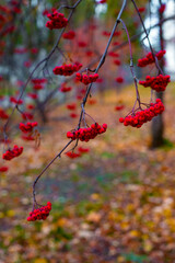 Bunches of red rowan berries on the branches. Autumn