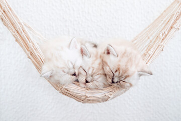 Three kittens sleep in a hammock in a row. The kitten lies in a hammock isolated on a white background. A month old kitten. Scottish purebred cat. 