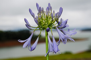 lily of the nile flower