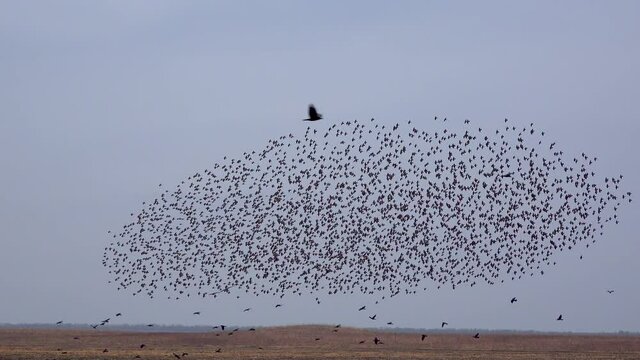 A flock of black starling birds (Sturnus vulgaris) flies in the sky, gathering various figures in the sky