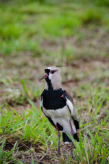 southern lapwing in the grass