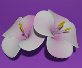 white and pink flower petals in the purple background