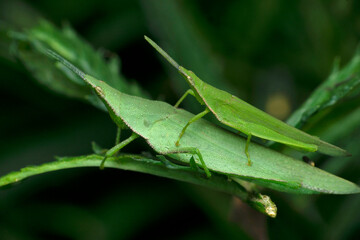 Mating pair of green grasshopper, Satara, Maharashtra, India