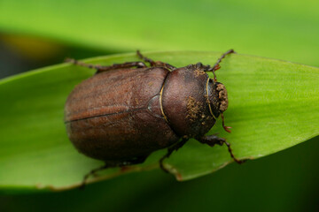Scarab beetle species,Satara, Maharashtra, India