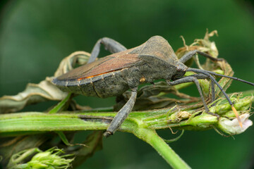 Naklejka na ściany i meble Giant stink bug, Tessaratomid species, Satara, Maharashtra, India